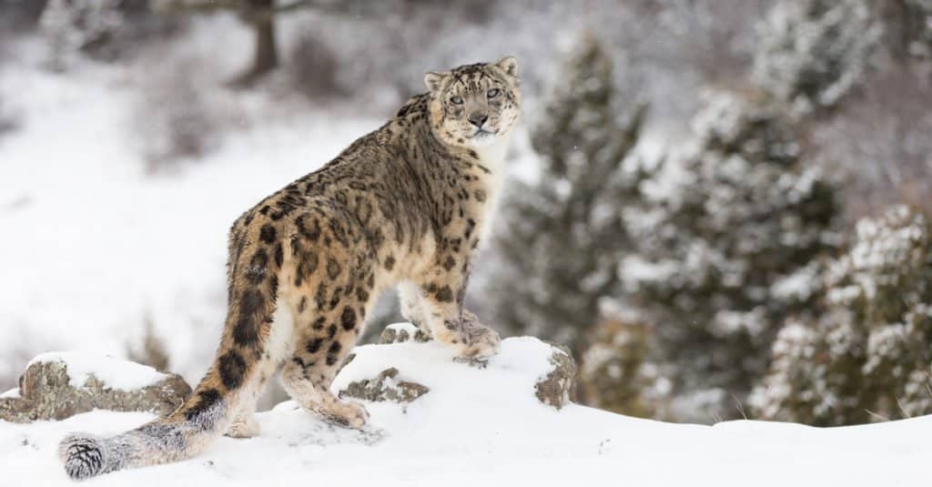 leopardo delle nevi 2