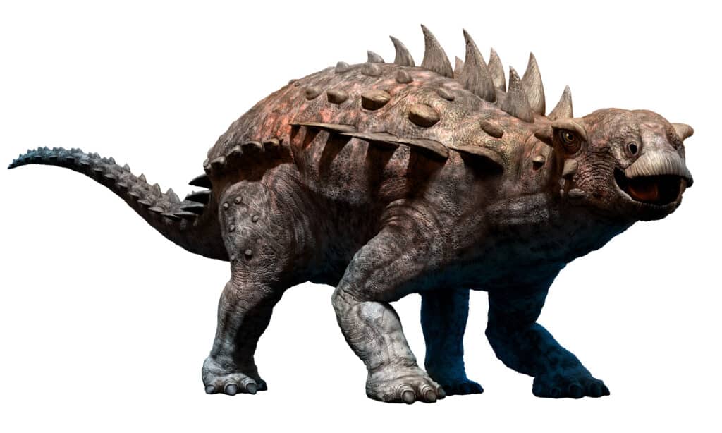 Polacanthus appuntito
