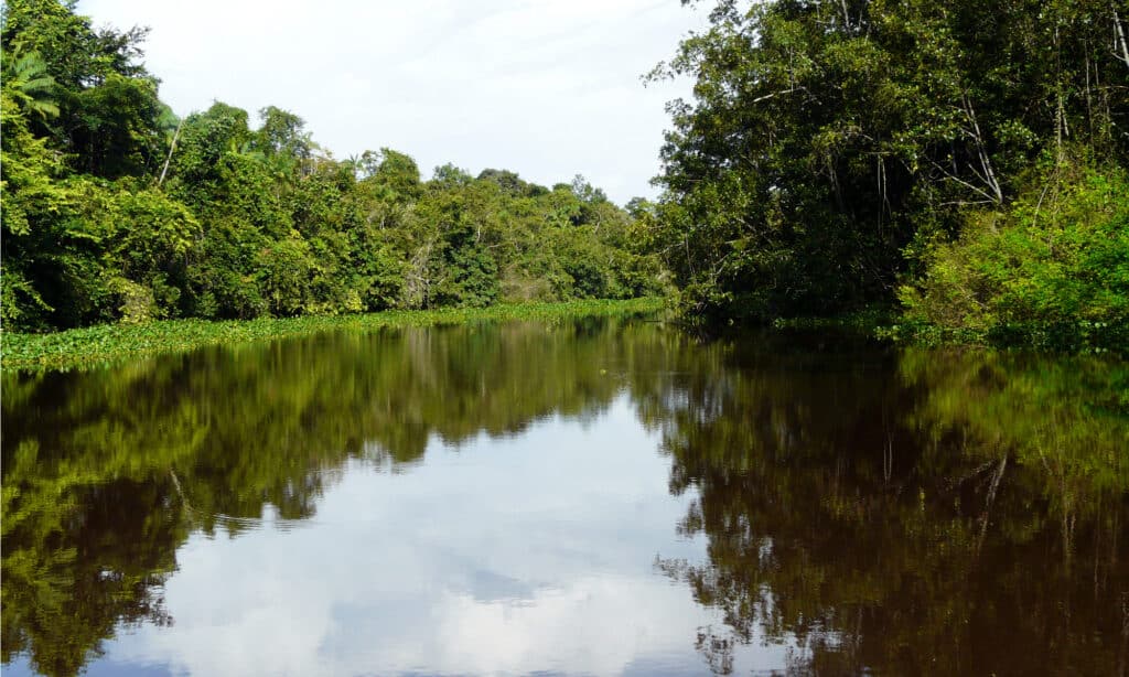 Delta dell'Orinoco