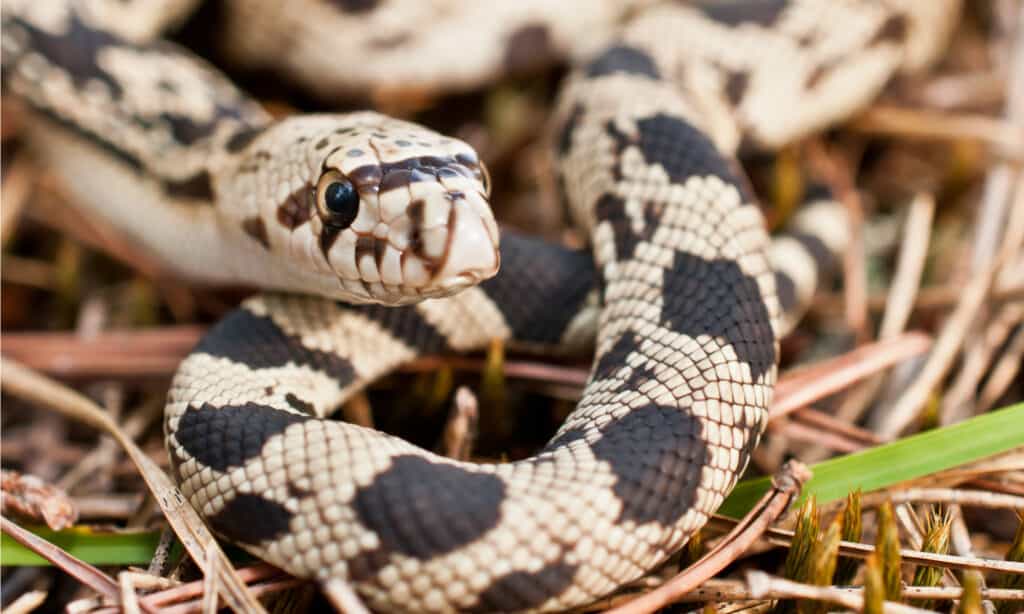 serpente di pino