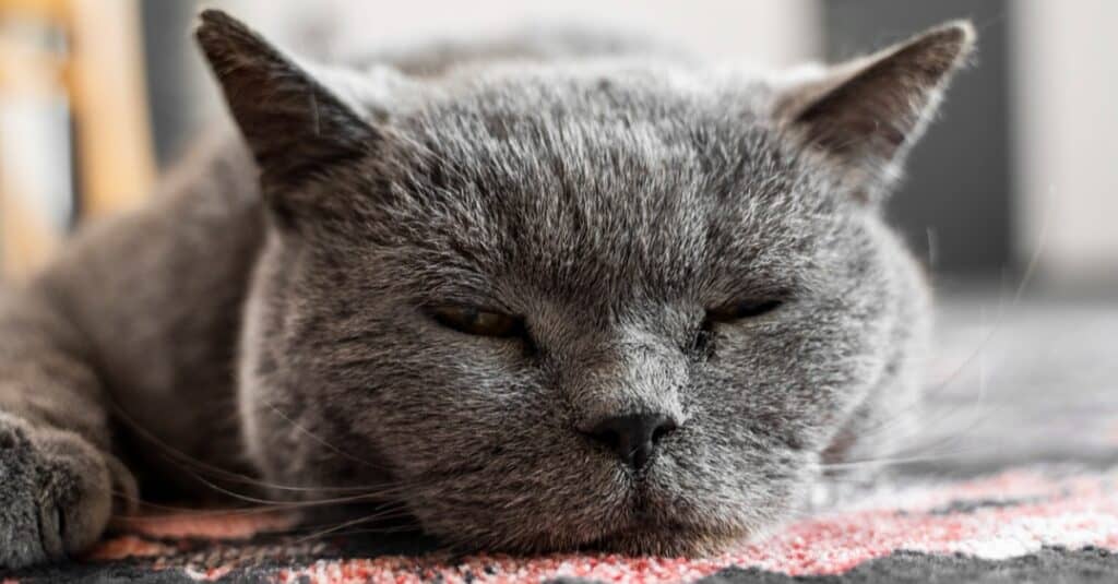 primo piano di Chartreux che dorme
