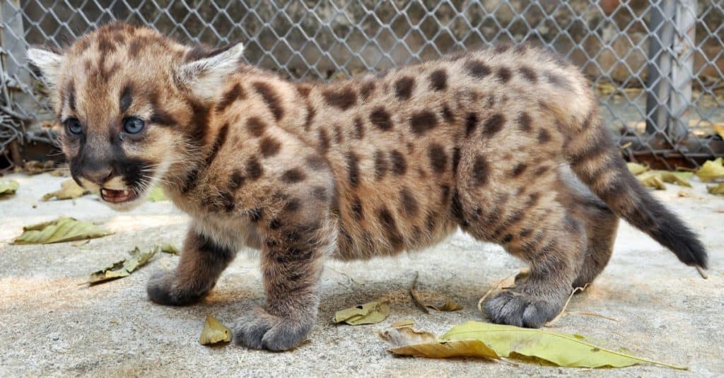 Cucciolo di pantera della Florida.  Quando nascono i puma, hanno delle macchie, ma le perdono man mano che crescono e all'età di 2 anni e mezzo saranno completamente sparite.