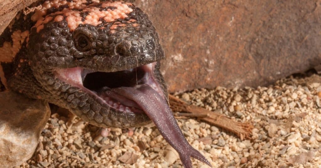Gila Monster primo piano del viso con la bocca aperta e la lingua biforcuta che sporge