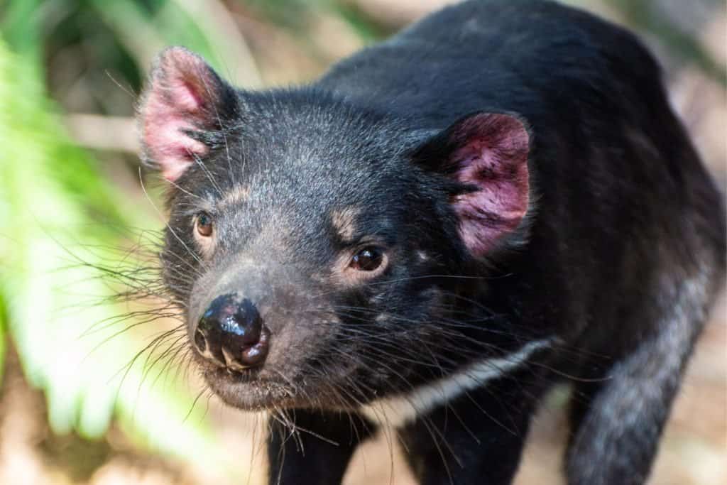 Close up di un diavolo della Tasmania.