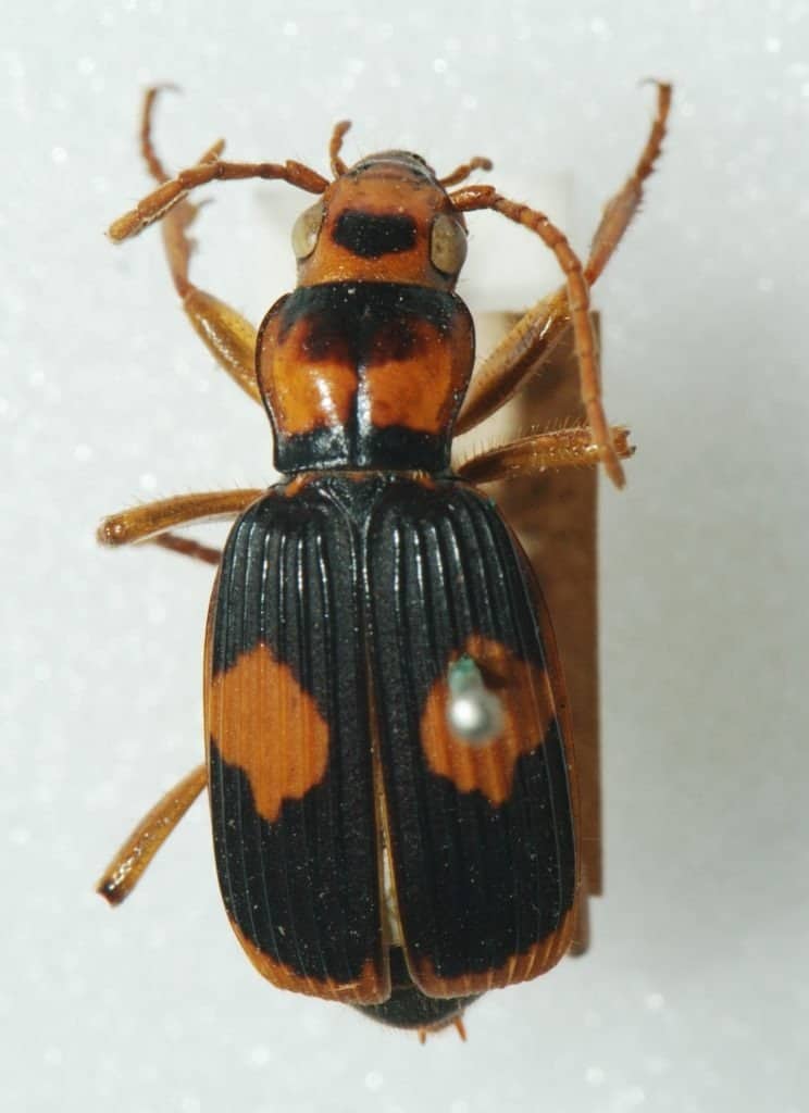 animali più puzzolenti - Bombardier Beetle