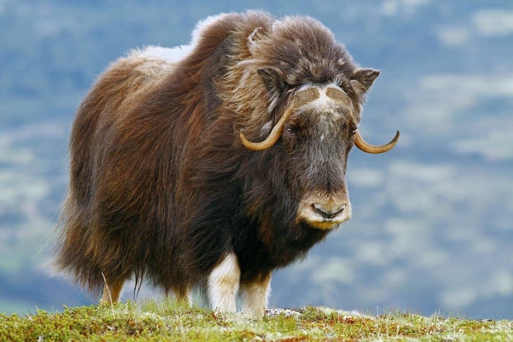 animale più puzzolente - bue muschiato