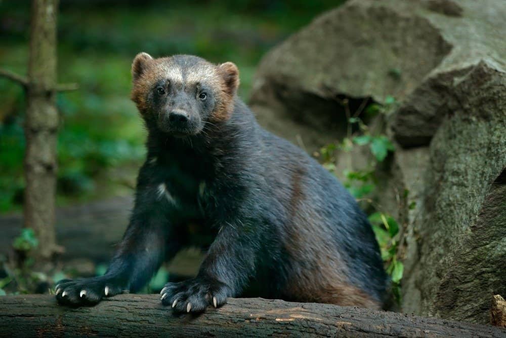 animali più puzzolenti - ghiottone