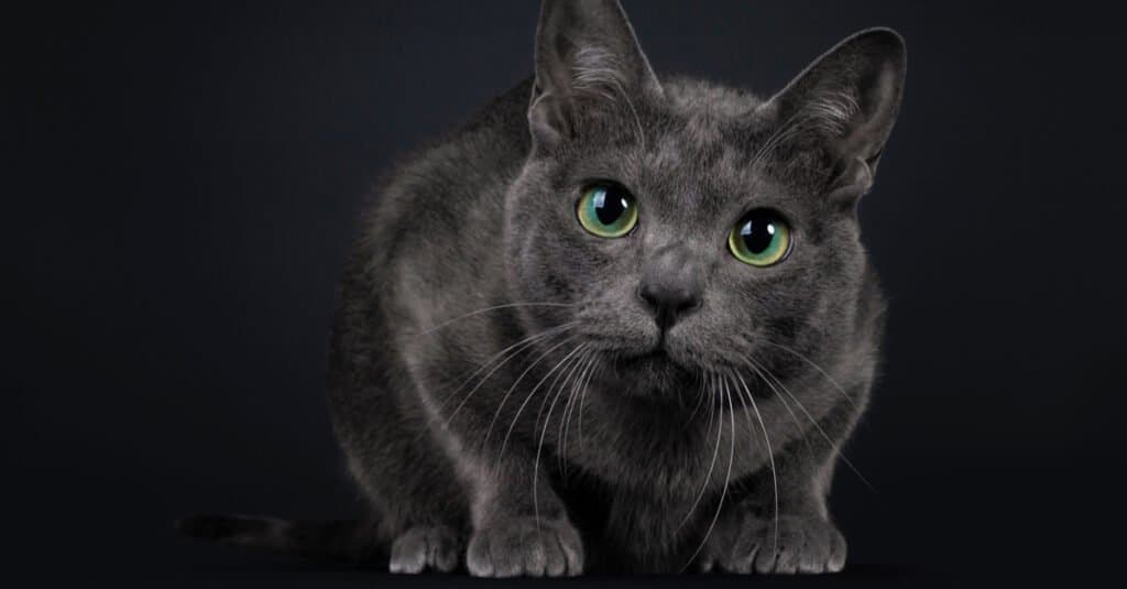 Gatti più rari - Il gatto Korat