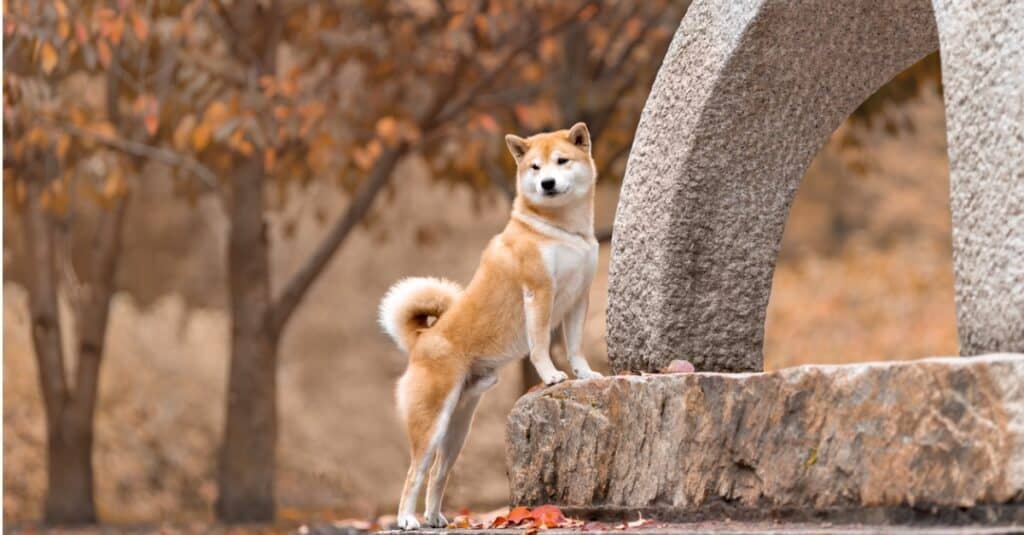 Shiba Inu con zampe anteriori sulla formazione rocciosa