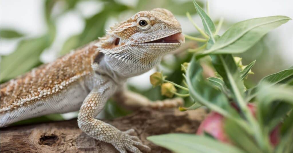 drago barbuto che mangia pianta