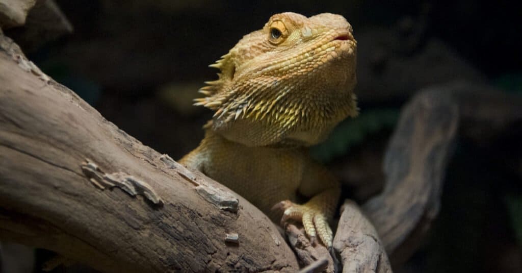 Il più grande drago barbuto - Drago barbuto orientale
