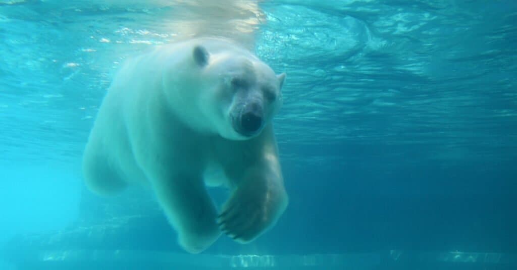 Un orso polare che nuota sott'acqua.  l'acqua è blu, il che proietta una sfumatura blu sull'orso polare.