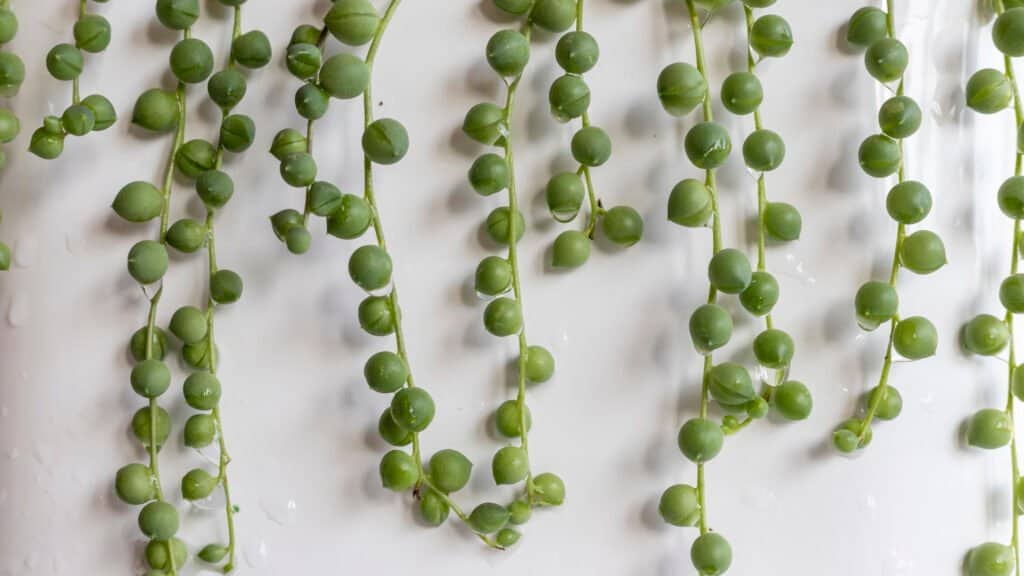 collana di perle