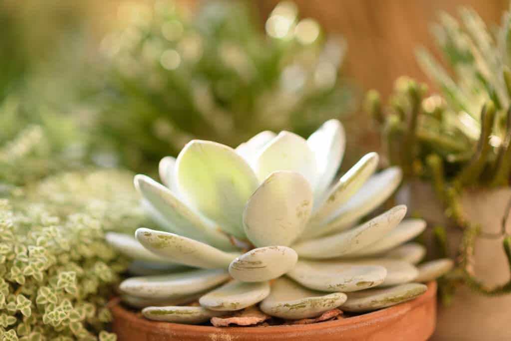 Echeveria se ne va