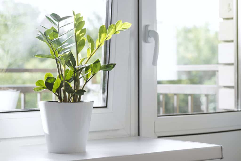 Zamioculcas Zamiifolia o Pianta ZZ
