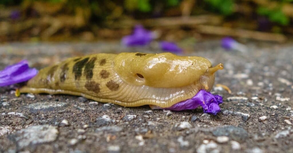 Animali più lenti: lumaca di banana