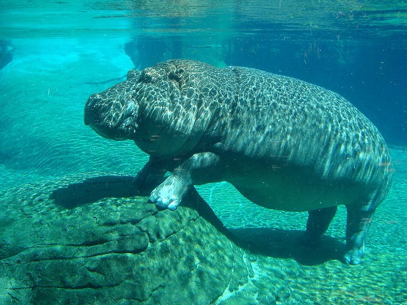 Quanto velocemente può correre un ippopotamo?