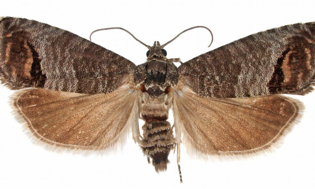 La falena codling (Cydia pomonella) isolata su uno sfondo bianco.