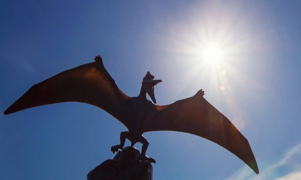pterosauri