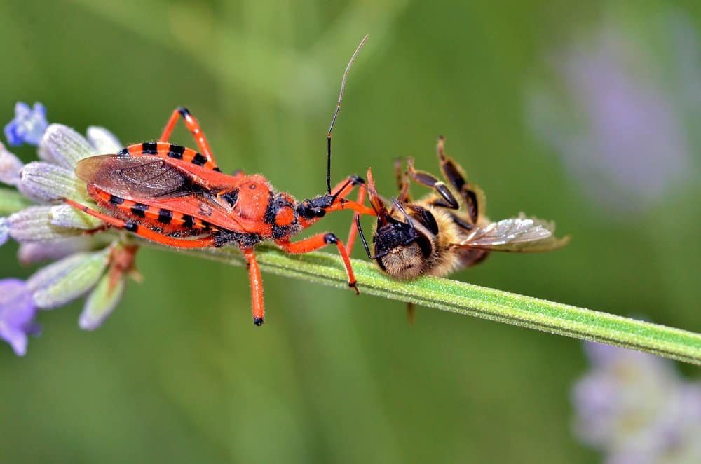 Assassin Bug (Reduviidae) - animale pericoloso per l'uomo - gli insetti assassini uccidono circa 10000