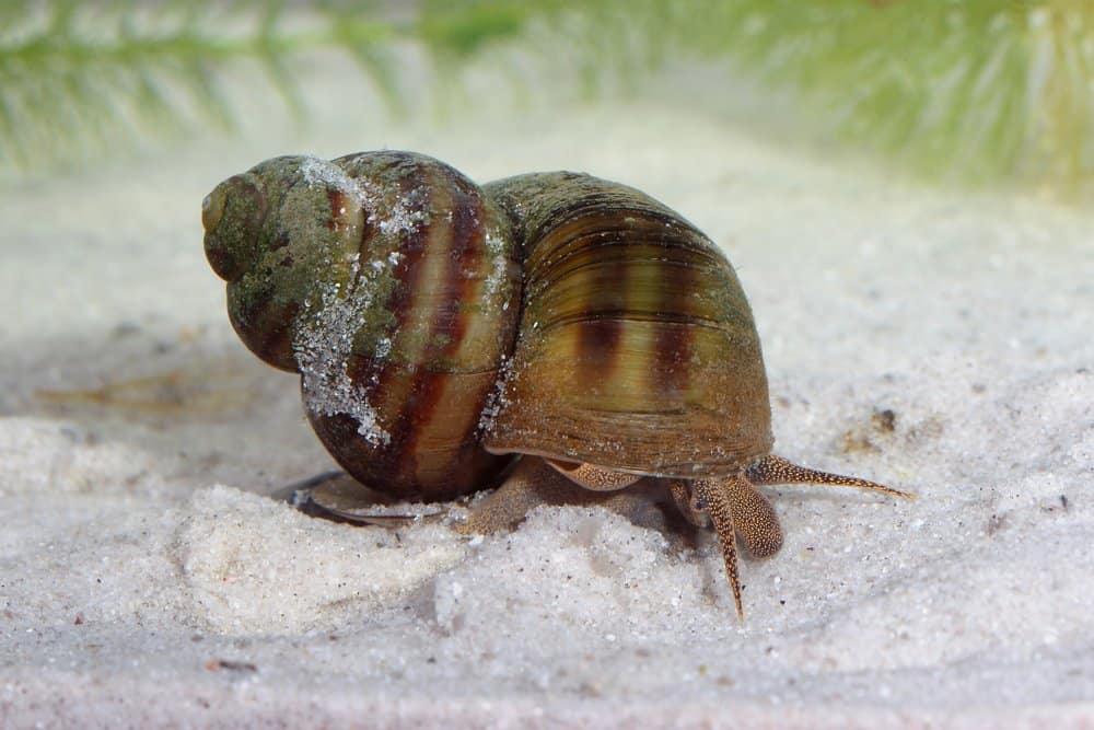 Lumache d'acqua dolce (Lymnaea stagnalis) - animale pericoloso per l'uomo - le lumache d'acqua dolce uccidono circa 10000 persone all'anno