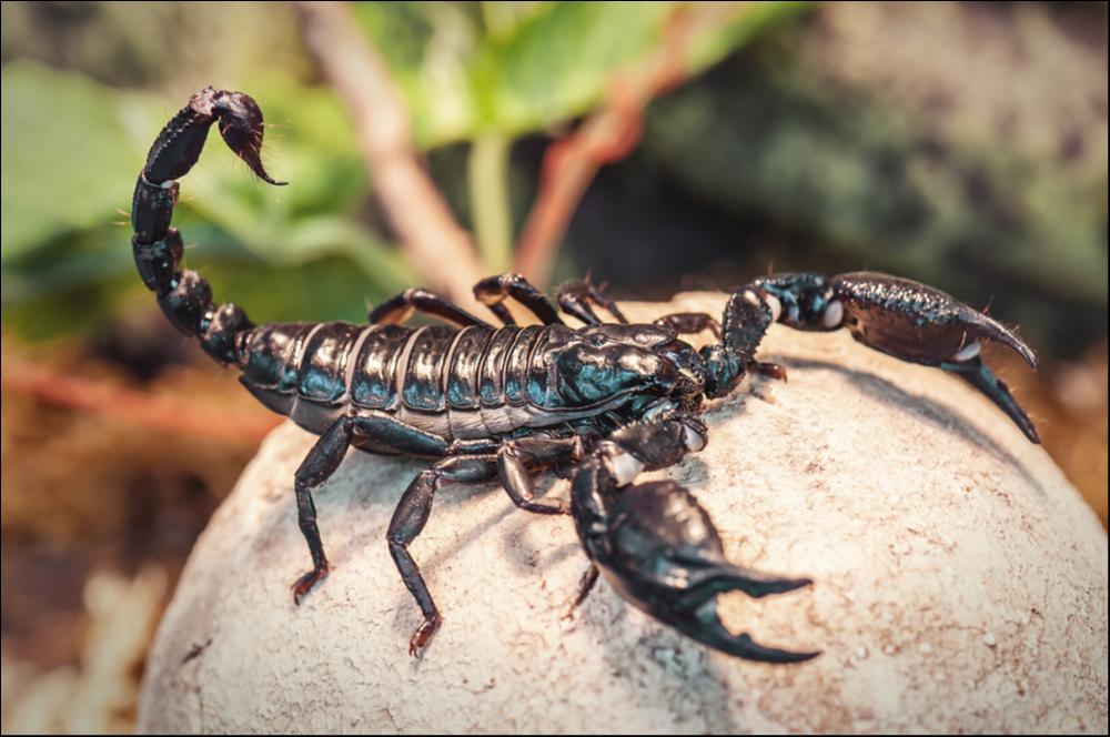 Scorpione (Scorpiones) - la puntura velenosa uccide circa 3.250 persone all'anno