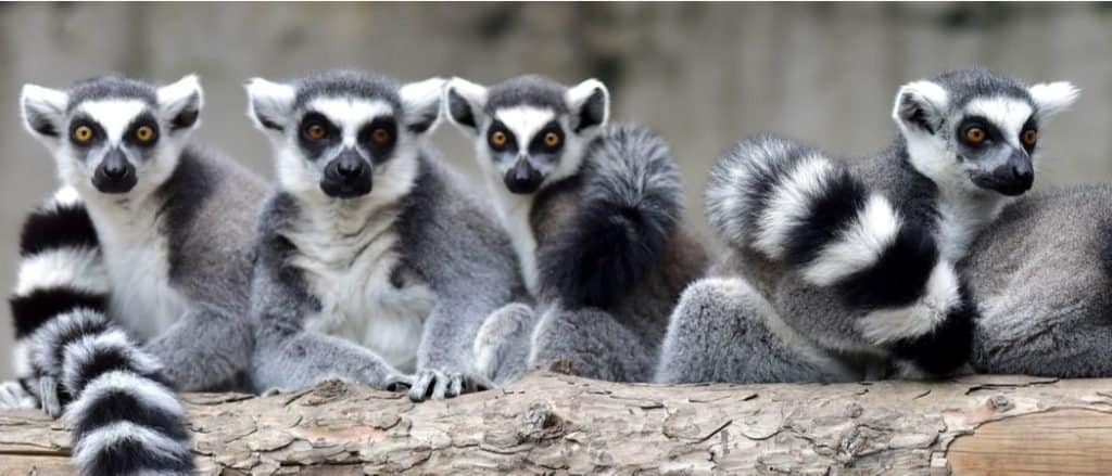 Animali in Madagascar