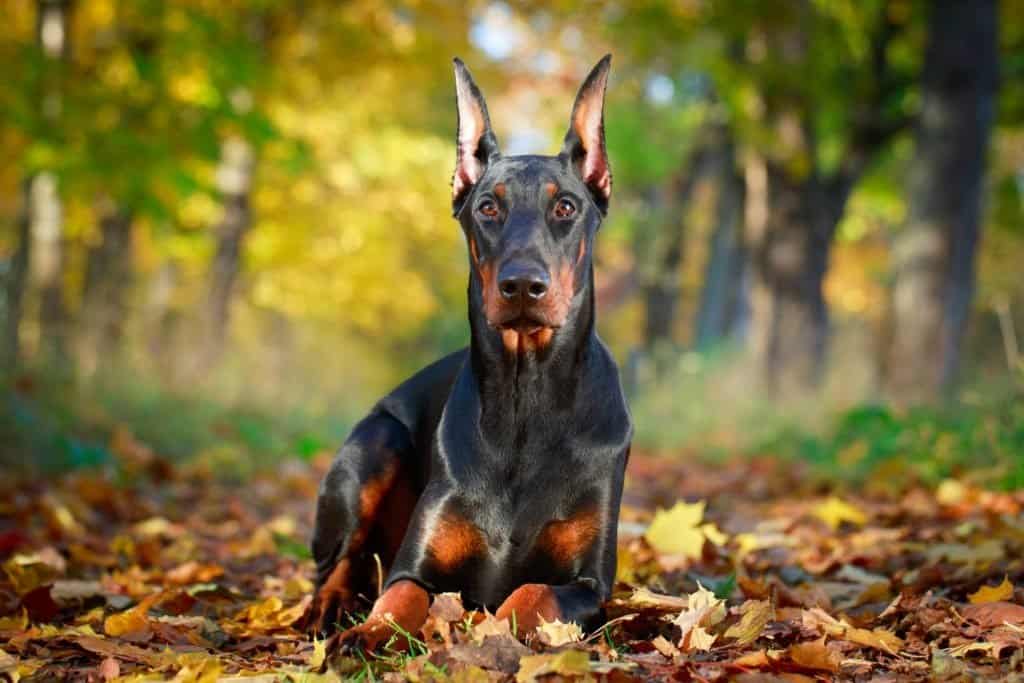 Un Doberman Pinscher sdraiato a terra, circondato da foglie, nella foresta.