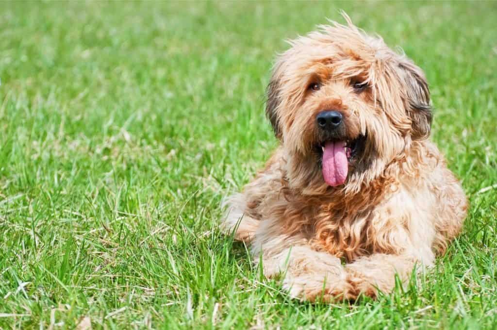 Un Briard sdraiato sull'erba con la lingua fuori.