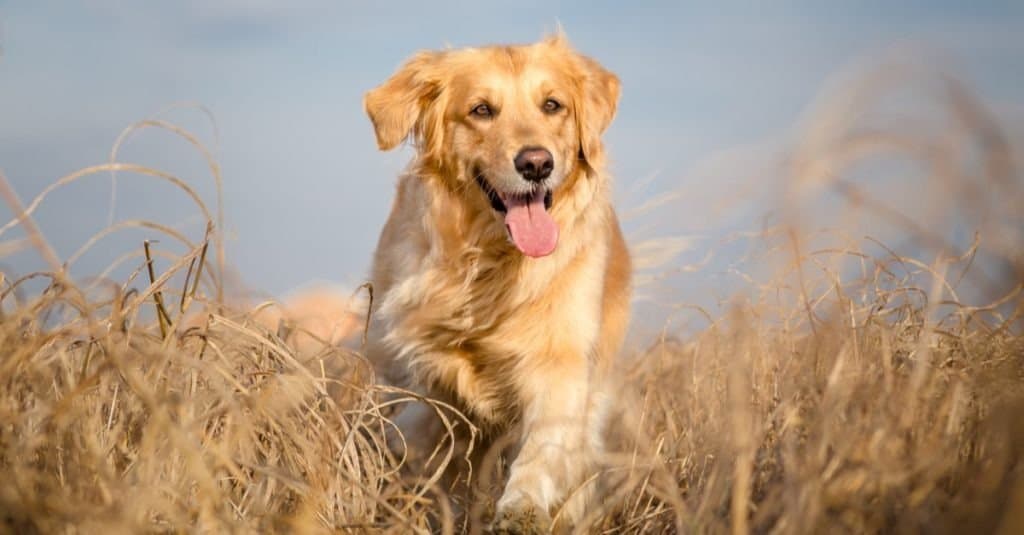 Un Golden Retriever che cammina nell'erba alta e morta con la lingua fuori.