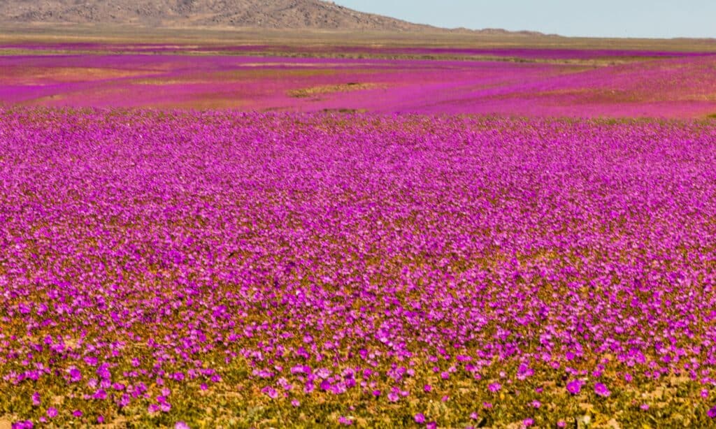 Deserto di Atacama