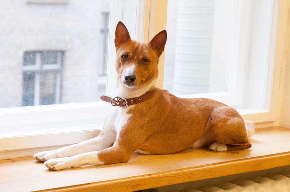 Basenji seduto sul davanzale di una finestra.