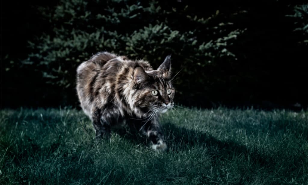 i gatti possono vedere al buio