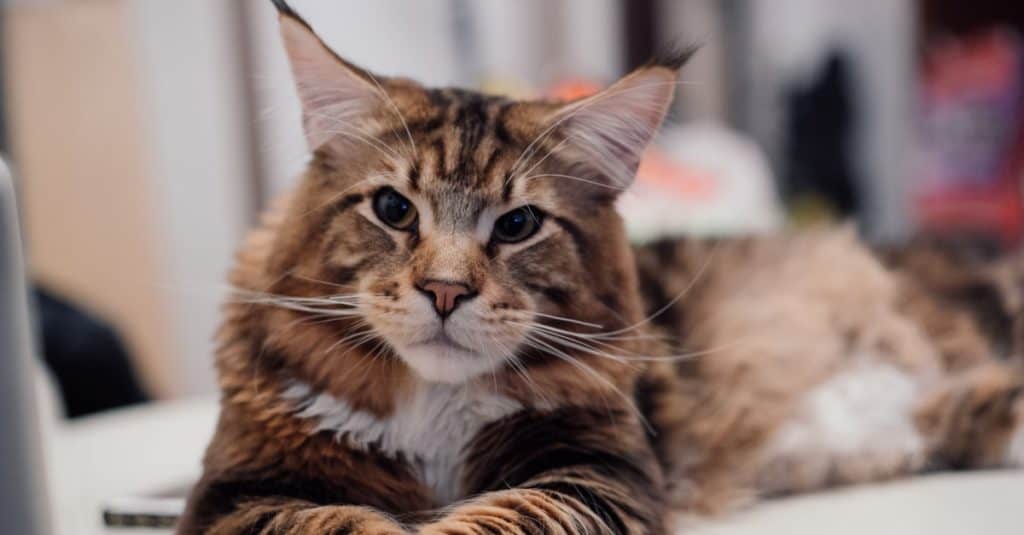 Maine Coon sdraiato sul divano