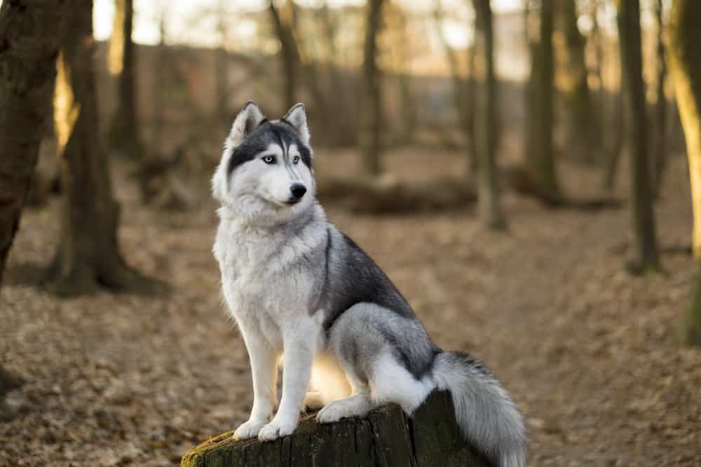 Un Siberian Husky seduto su un ceppo di albero in una foresta.