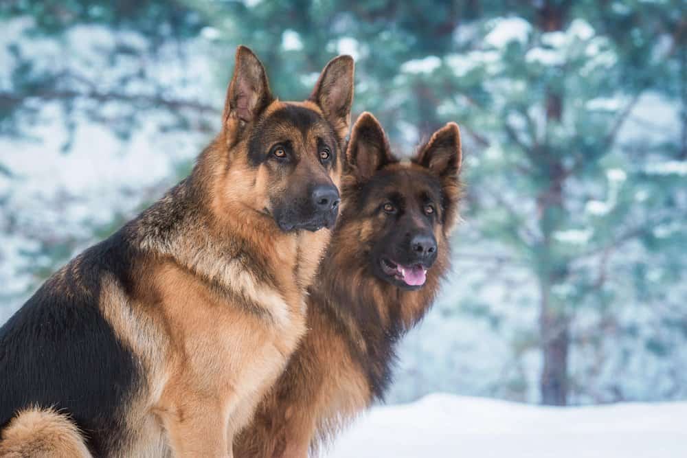 Pastori tedeschi nella neve