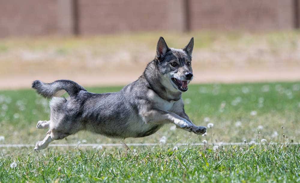 Vallhund svedese che si diverte nell'erba