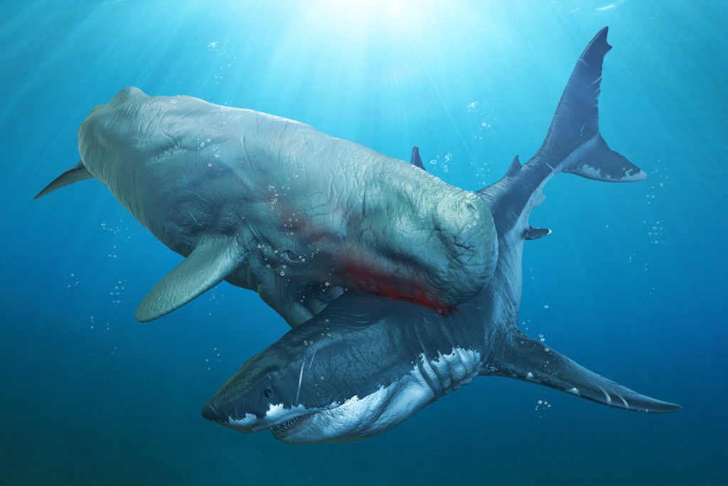 Megalodonte vs.  Livyatan