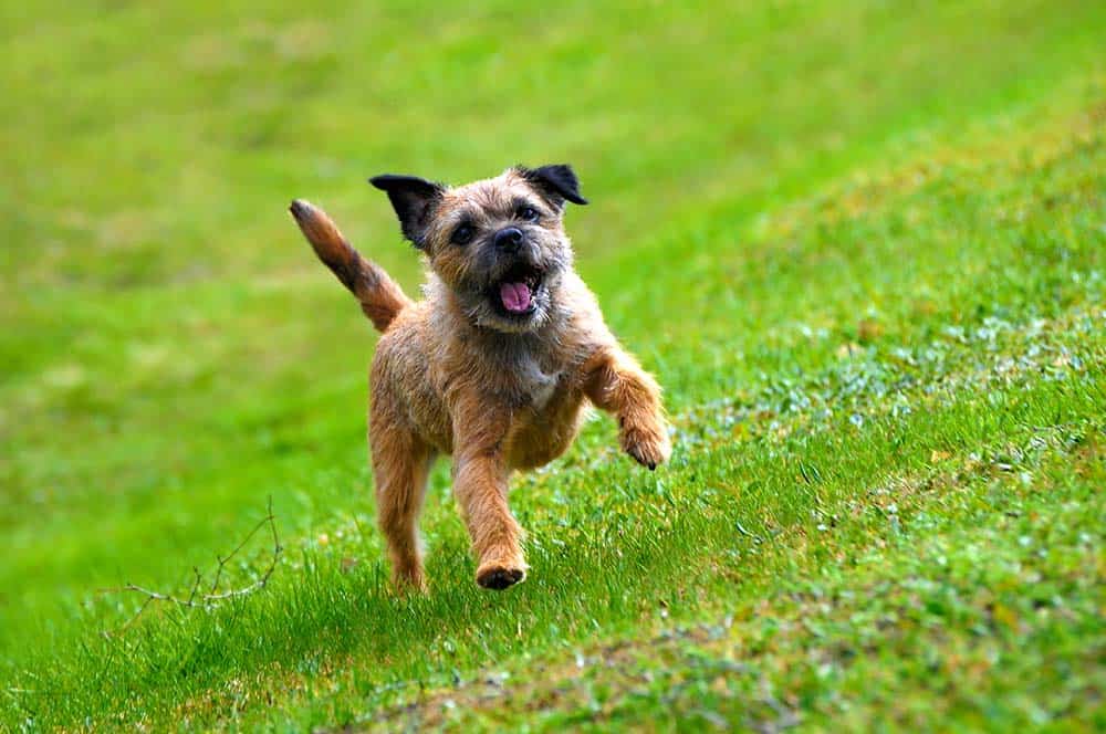 Come Benji, i border terrier sono cani molto affettuosi e premurosi