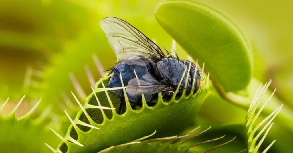 Venus flytrap, Dionaea muscipula, con mosca intrappolata.