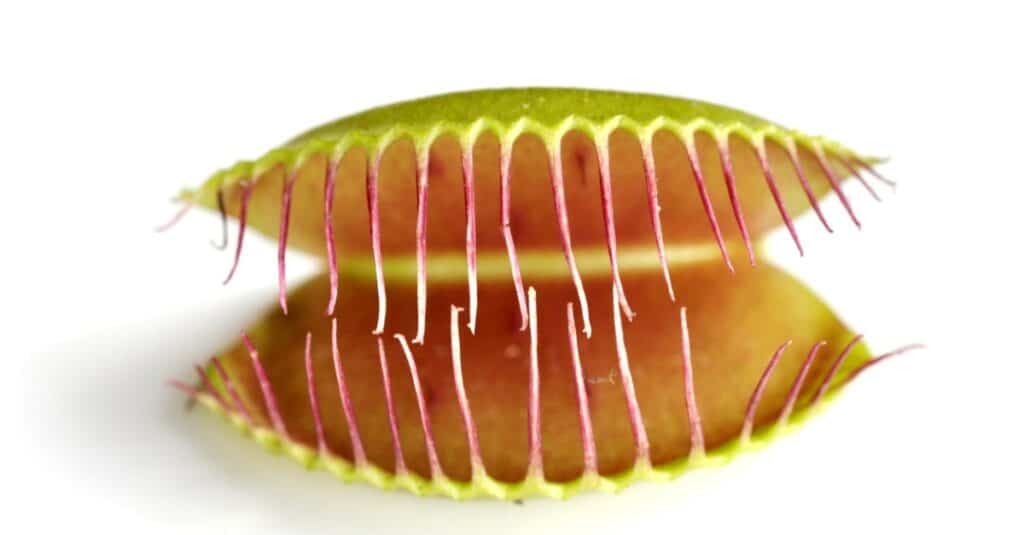 Primo piano della struttura di intrappolamento degli insetti di una pianta Venus Flytrap isolata su sfondo bianco.