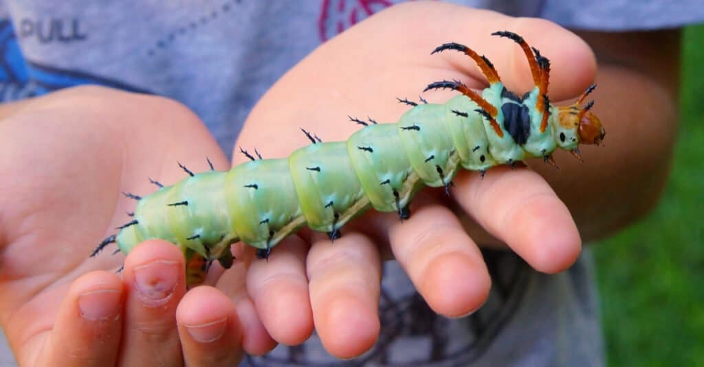 baco da seta cornuto nelle mani di un bambino
