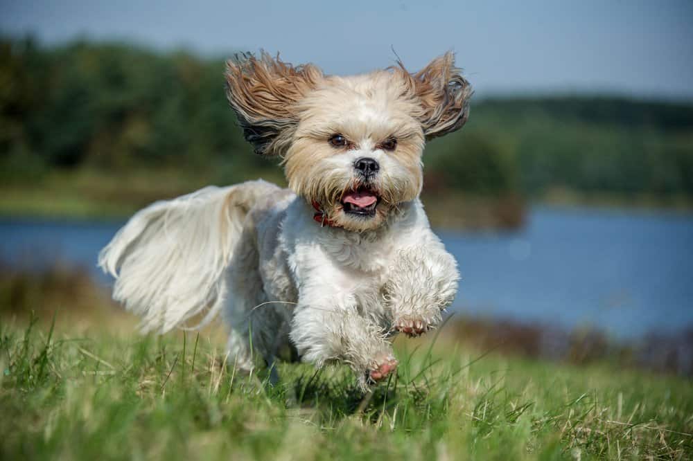 Havanese contro Shih Tzu