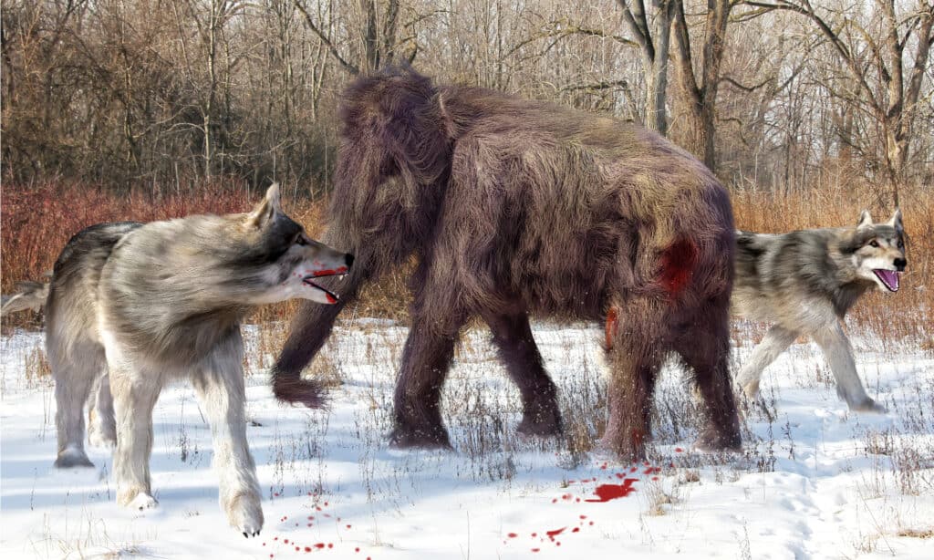 due terribili lupi e un giovane mammut lanoso