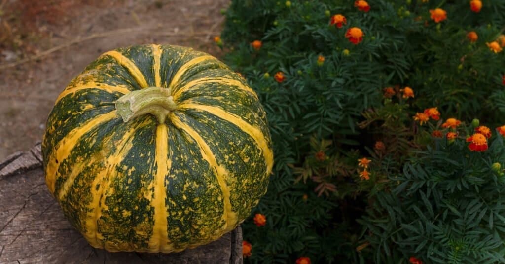 Sbarazzati degli scarabei di zucca - calendule