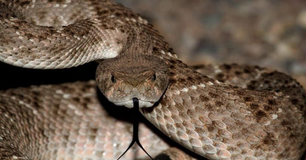Rettili più interessanti in Nord America - Mojave Rattlesnake
