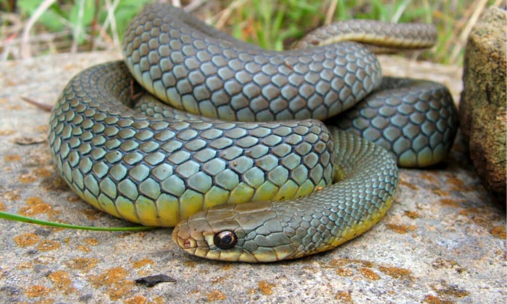 serpenti del fiume mississippi