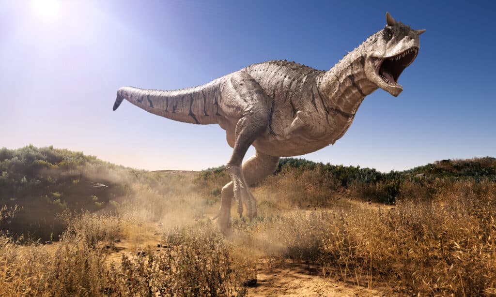 Carnotaurus che carica attraverso un campo
