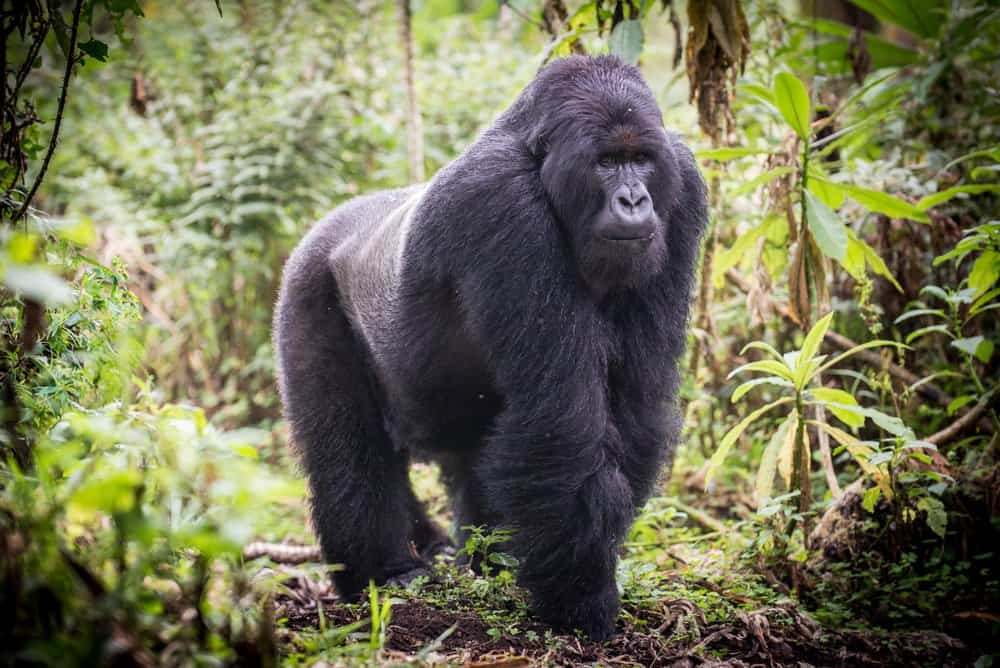 Quanto vivono i gorilla?