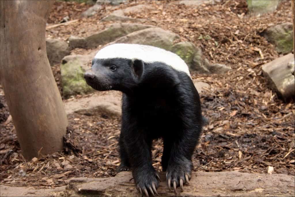 Honey Badger (Mellivora Capensis) - animale più duro per proteggersi dai grandi predatori